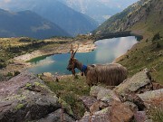 Anello Laghi con Cima di Ponteranica centrale-Lago di Pescegallo da Ca’ San Marco il 21 agosto 2023- FOTOGALLERY